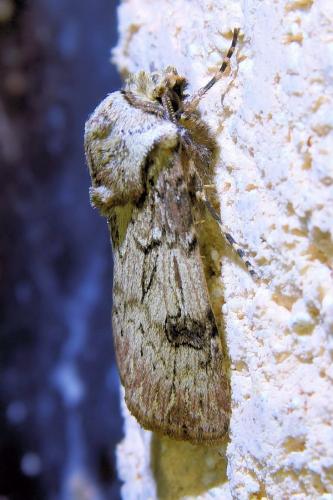 Réf. 336 006 : Agrotis puta